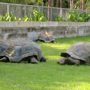 ALDABRA BREEDER