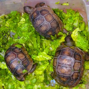 ALDABRA BREEDER
