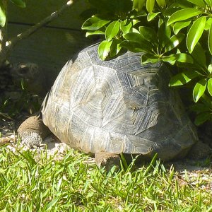 ALDABRA BREEDER