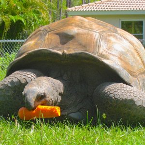 ALDABRA BREEDER