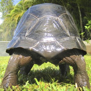 ALDABRA BREEDER