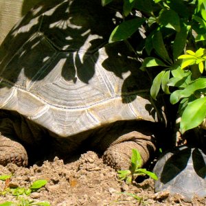 ALDABRA BREEDER