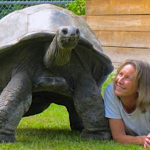 ALDABRA BREEDER