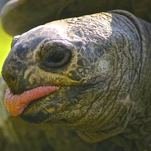 ALDABRA BREEDER