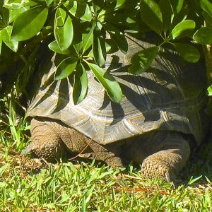 ALDABRA BREEDER
