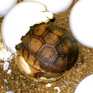 ALDABRA BREEDER