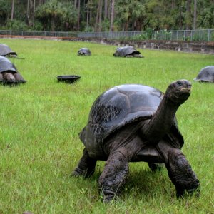 ALDABRA BREEDER