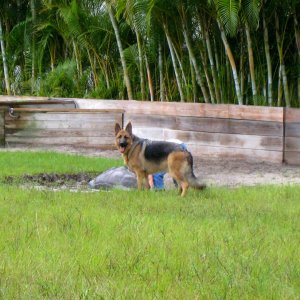 ALDABRA BREEDER