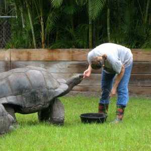 ALDABRA BREEDER