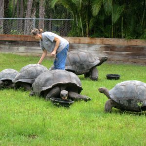 ALDABRA BREEDER