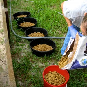 ALDABRA BREEDER
