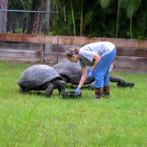 ALDABRA BREEDER