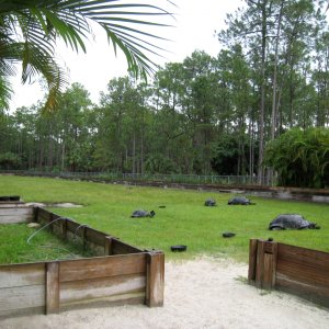 ALDABRA BREEDER