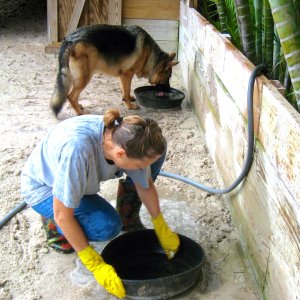 ALDABRA BREEDER