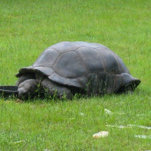 ALDABRA BREEDER