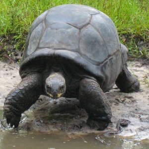 ALDABRA BREEDER
