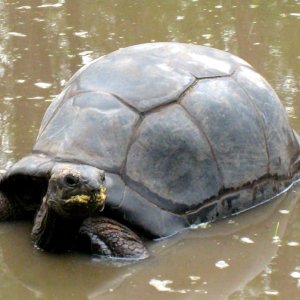 ALDABRA BREEDER
