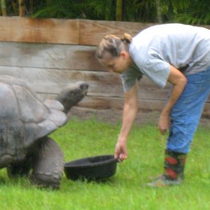 ALDABRA BREEDER