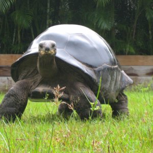 ALDABRA BREEDER