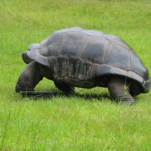 ALDABRA BREEDER