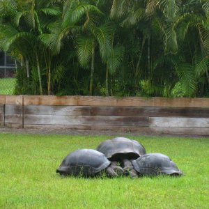 ALDABRA BREEDER