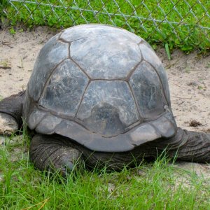 ALDABRA BREEDER