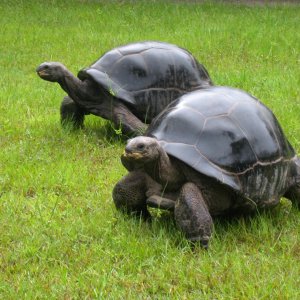 ALDABRA BREEDER