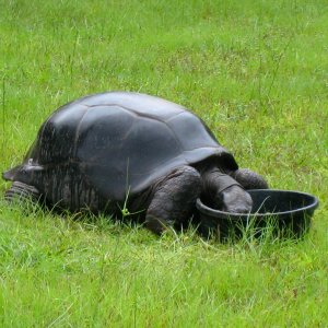 ALDABRA BREEDER