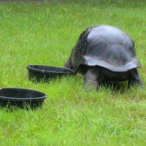 ALDABRA BREEDER