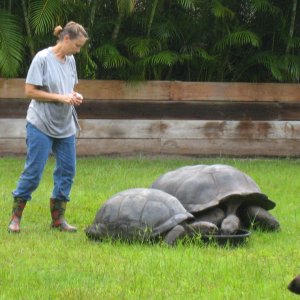 ALDABRA BREEDER