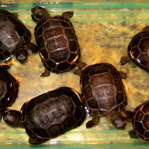 ALDABRA BREEDER