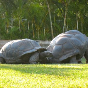 ALDABRA BREEDER