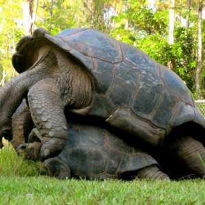 ALDABRA BREEDER