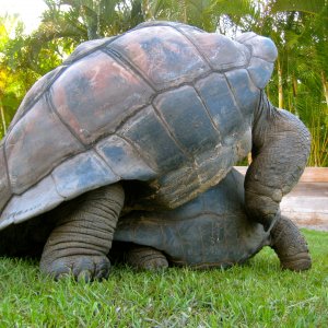 ALDABRA BREEDER