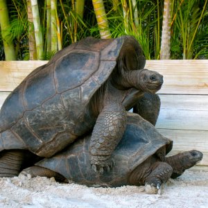 ALDABRA BREEDER