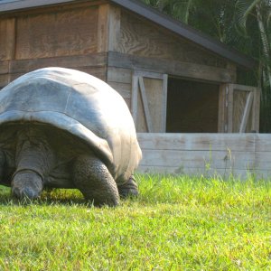ALDABRA BREEDER