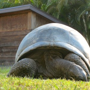 ALDABRA BREEDER