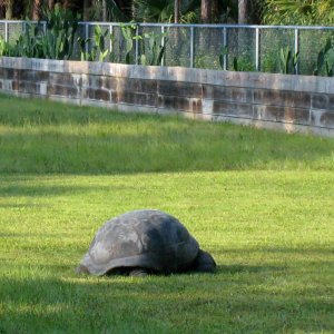 ALDABRA BREEDER
