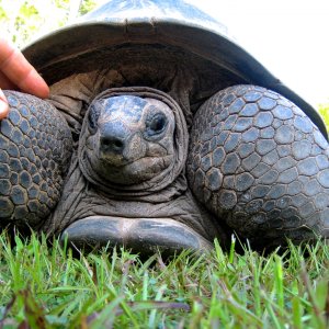ALDABRA BREEDER
