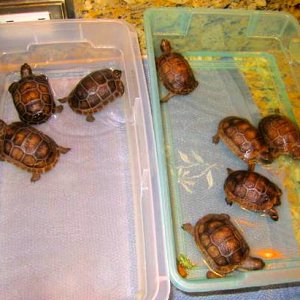 ALDABRA BREEDER