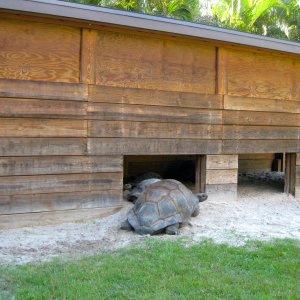 ALDABRA BREEDER