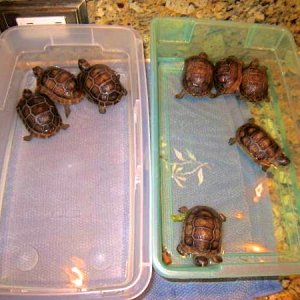 ALDABRA BREEDER