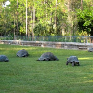 ALDABRA BREEDER