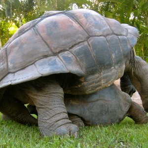 ALDABRA BREEDER