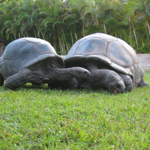 ALDABRA BREEDER