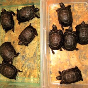 ALDABRA BREEDER