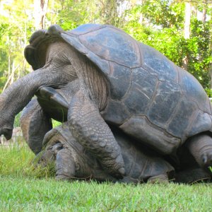 ALDABRA BREEDER