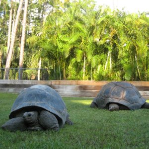 ALDABRA BREEDER