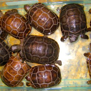 ALDABRA BREEDER