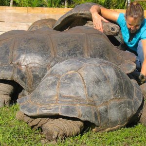 ALDABRA BREEDER